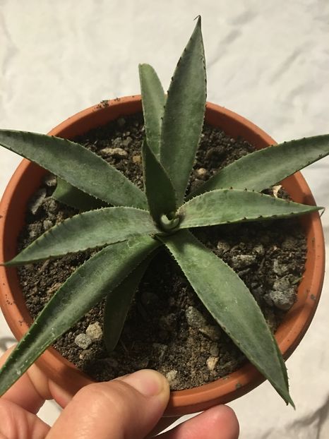 Agave mangave bloodspot - Colectia mea de agave