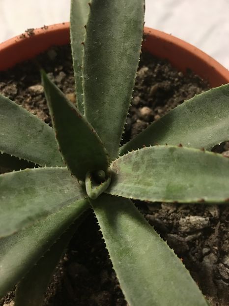 image - Colectia mea de agave
