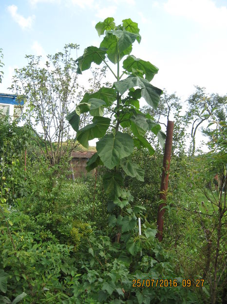 Cel de linga iaz. - Paulownia Tomentosa 2014-2016