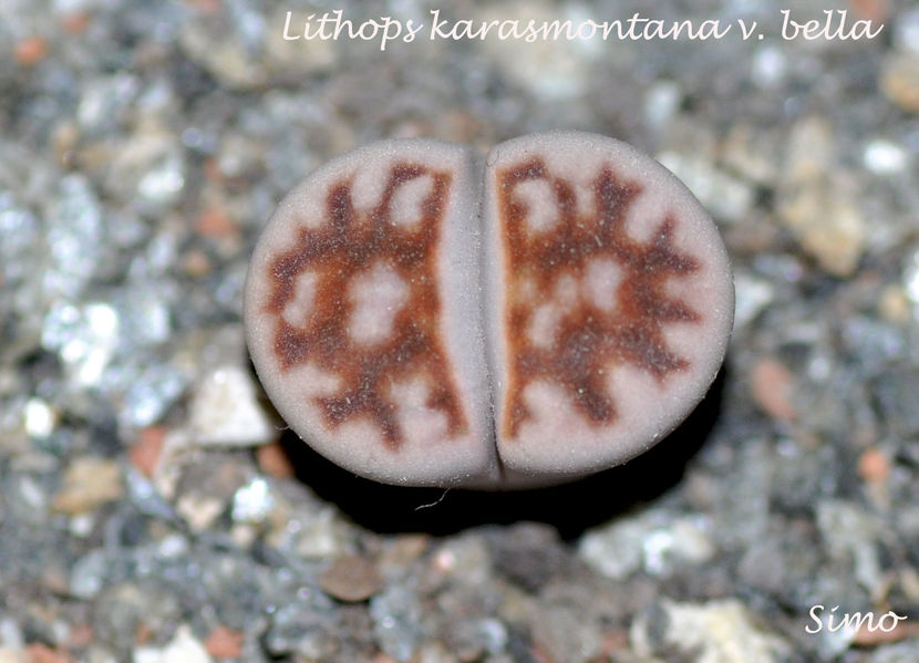 Lithops karasmontana v.bella