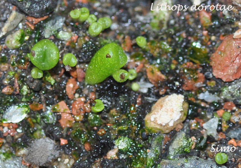 Lithops dorotae; Semanaturi de 2 luni si 10 zile
