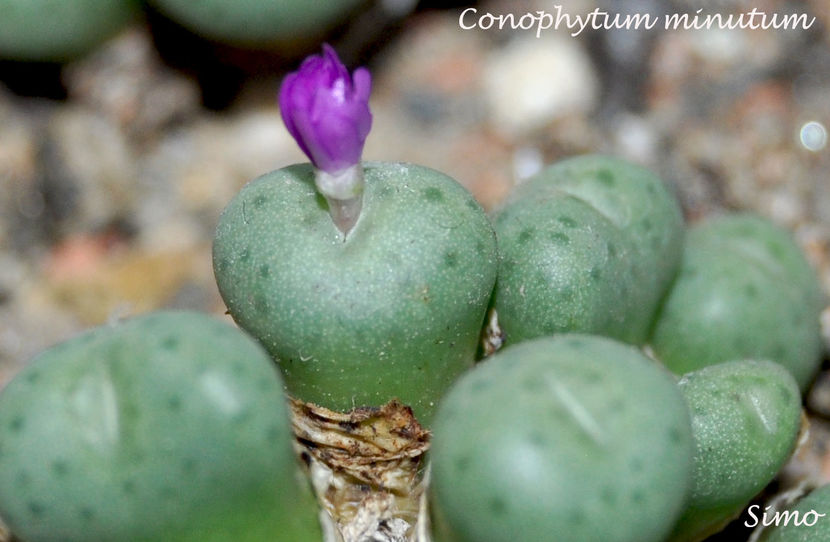 Conophytum minutum