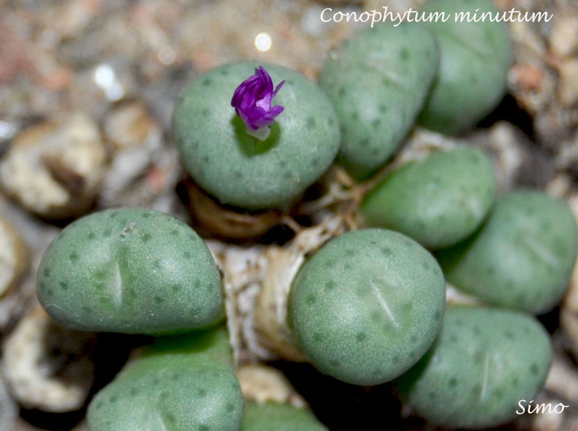 Conophytum minutum