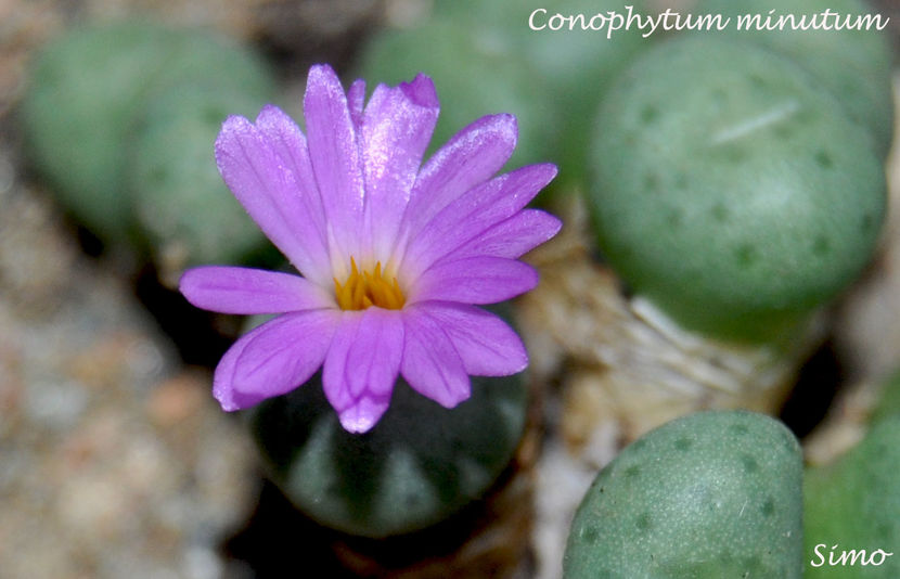 Conophytum minutum