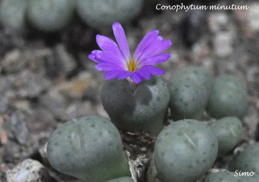 Conophytum minutum