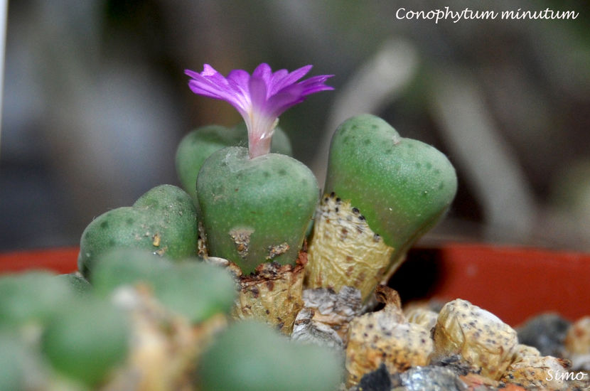 Conophytum minutum