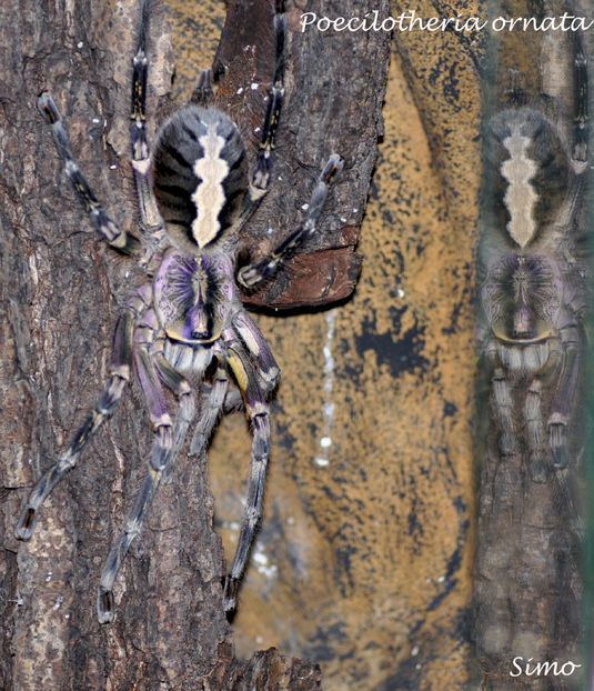 Poecilotheria ornata - Tarantule