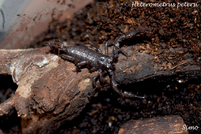 Heterometrus petersi - Tarantule