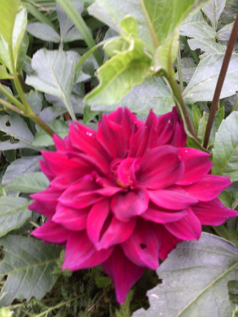  - 01-Flori din curtea mea 2016