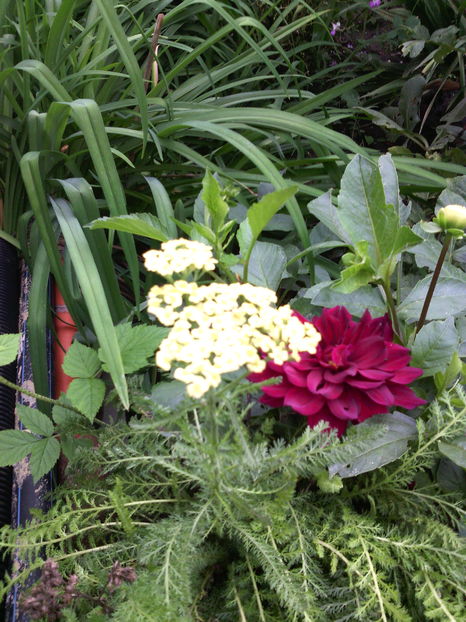  - 01-Flori din curtea mea 2016