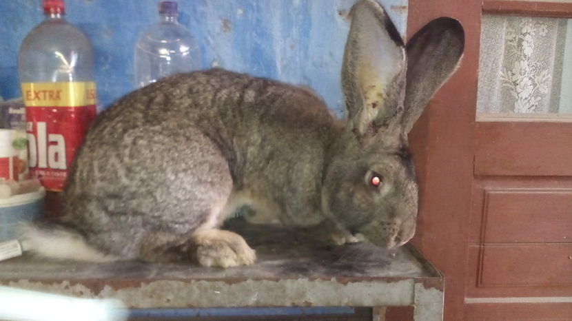 mascul la 6 luni aproape 8,5 kg; mascul la 6 luni
