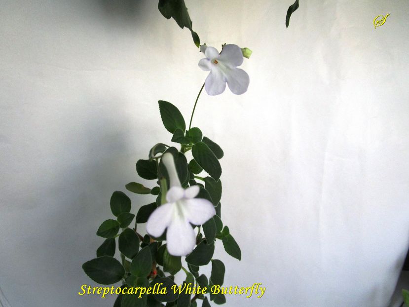 Streptocarpella alba  (22-x-2016) - Gesneriaceae 2016