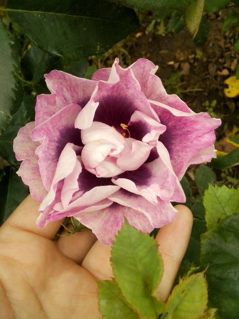 14712534_1055656171247543_5604005508250840157_o - 0 TRANDAFIRI 2016