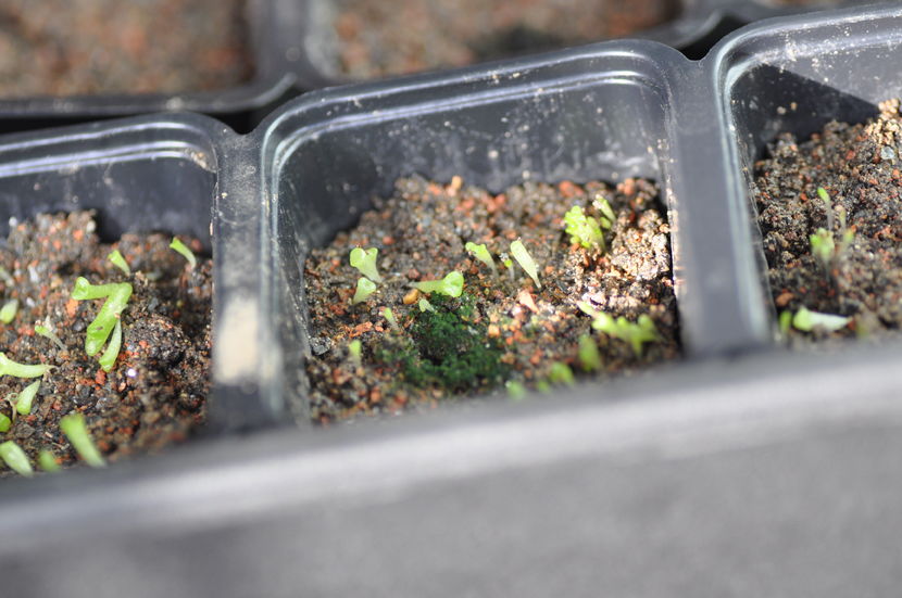 Lithops dorotae
