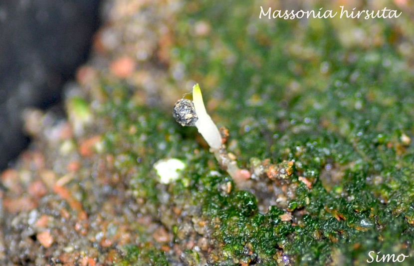 Massonia hirsuta