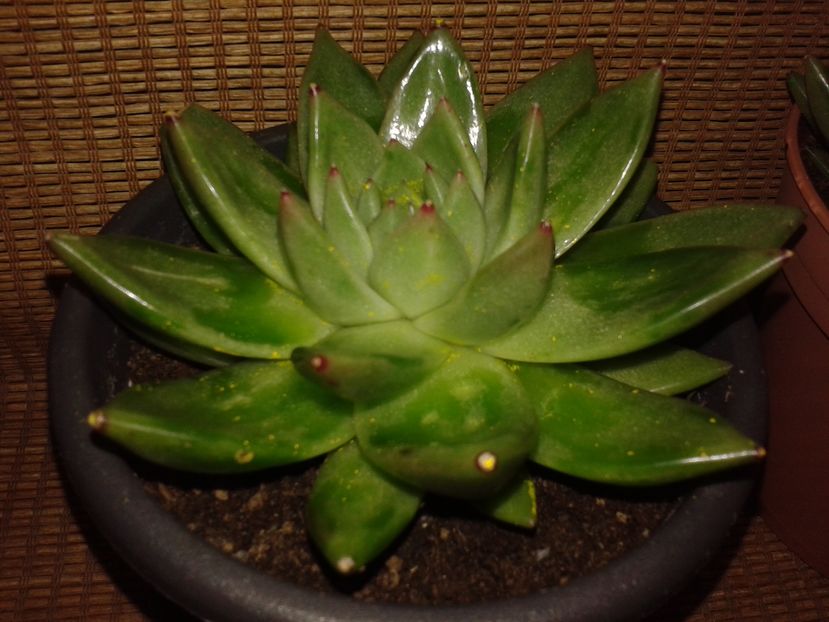 Echeveria agavoides - Echeveria