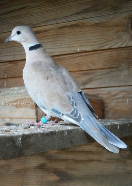 varietatea gri prăfuit - Turturele Razatoare pasnice