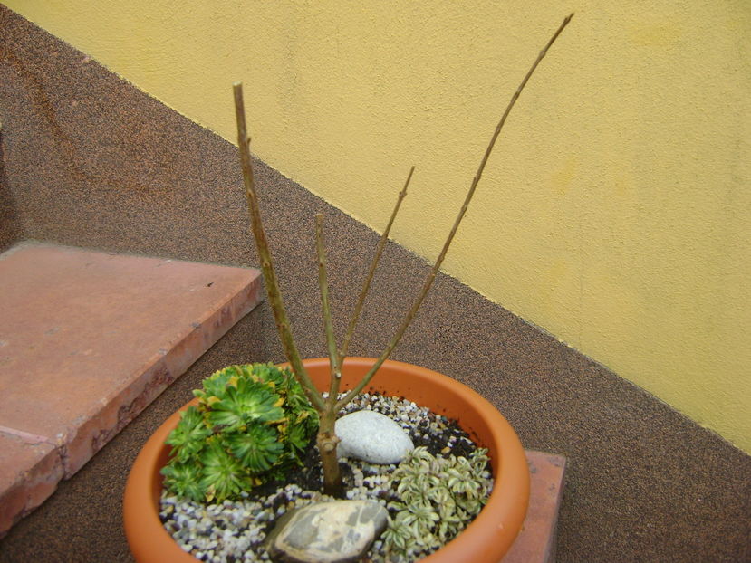 Rodiu (Punica granatum Lagrelliae)
