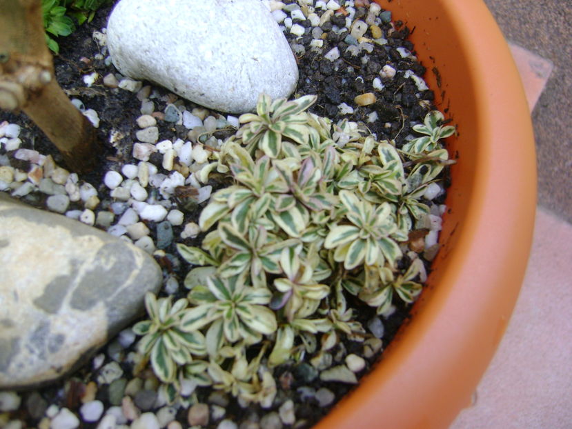 Arabis ferdinandi-coburgi 'variegata' - Bonsai si prebonsai 2016-2017