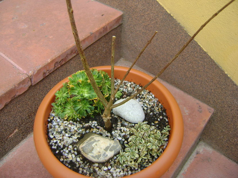 Rodiu (Punica granatum Lagrelliae)