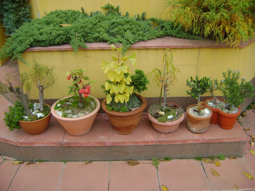 Grup de bonsai, culori de toamna - Bonsai si prebonsai 2016-2017