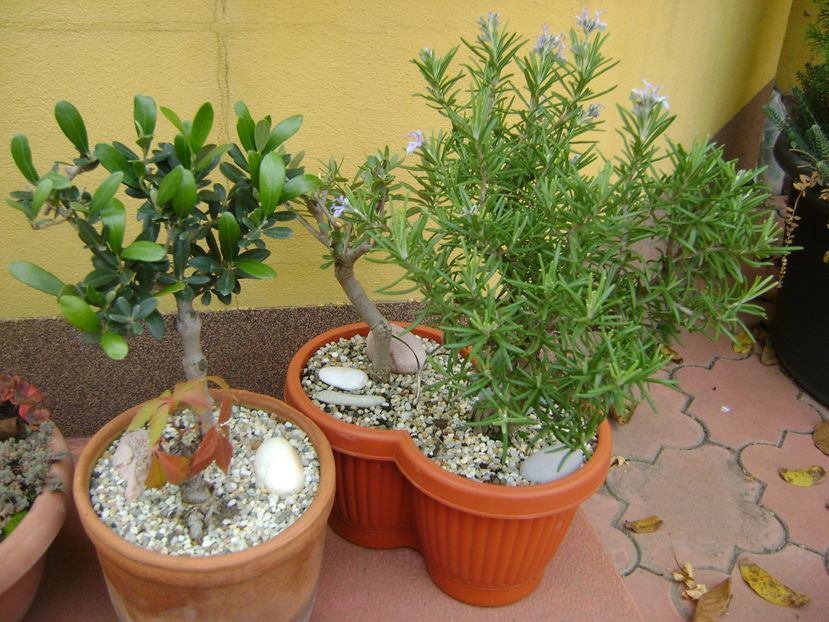 Maslin & Rozmarin inflorit, culori de toamna - Bonsai si prebonsai 2016-2017