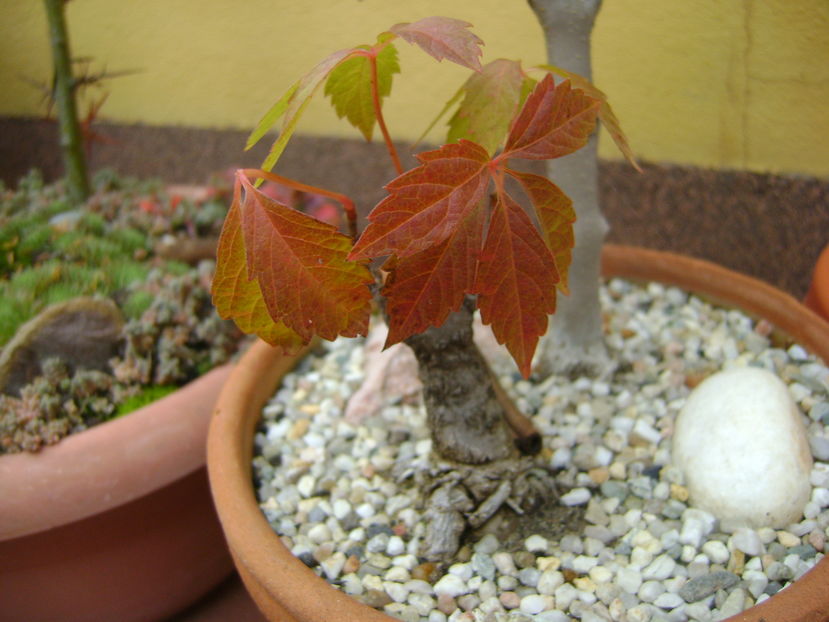 Iedera, culori de toamna - Bonsai si prebonsai 2016-2017
