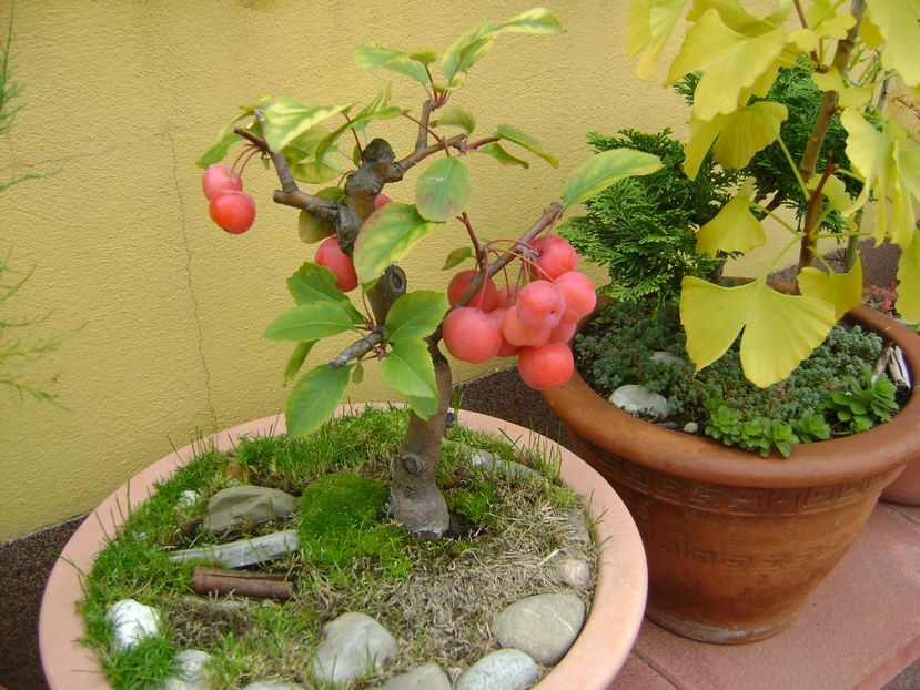 Mar decorativ & Ginkgo biloba, culori de toamna - Bonsai si prebonsai 2016-2017