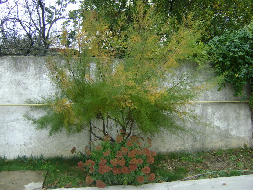 Tamarix & Sedum spectabile