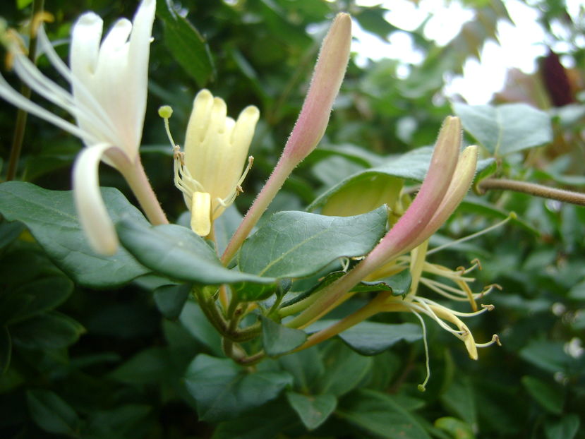 Lonicera caprifolium