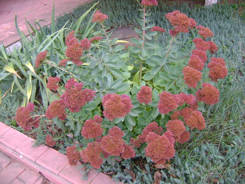Sedum spectabile