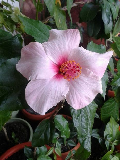 Apple Blossom - Hibiscus