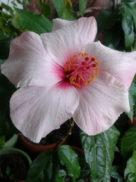 Apple Blossom - Hibiscus