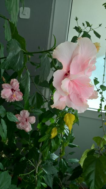  - Hibiscus Classic Pink