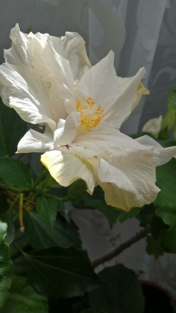  - Hibiscus Classic White