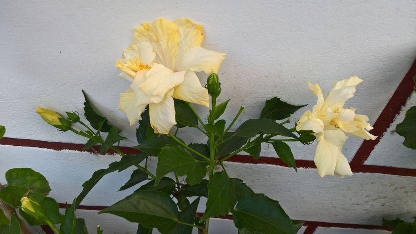  - Hibiscus Classic White