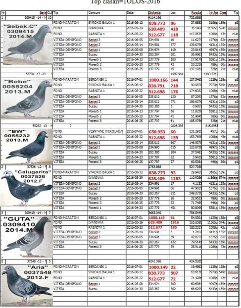 top.2016.1 - TOP CLASARI 2016