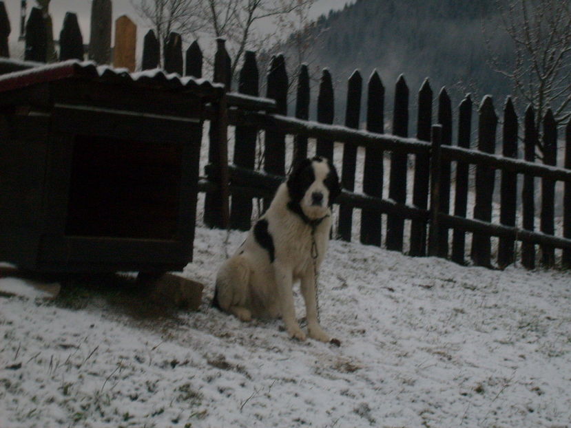 S6301311 - ciobanesc de bucovina cu oile