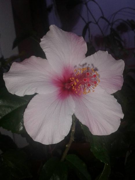 Apple Blossom - Hibiscus
