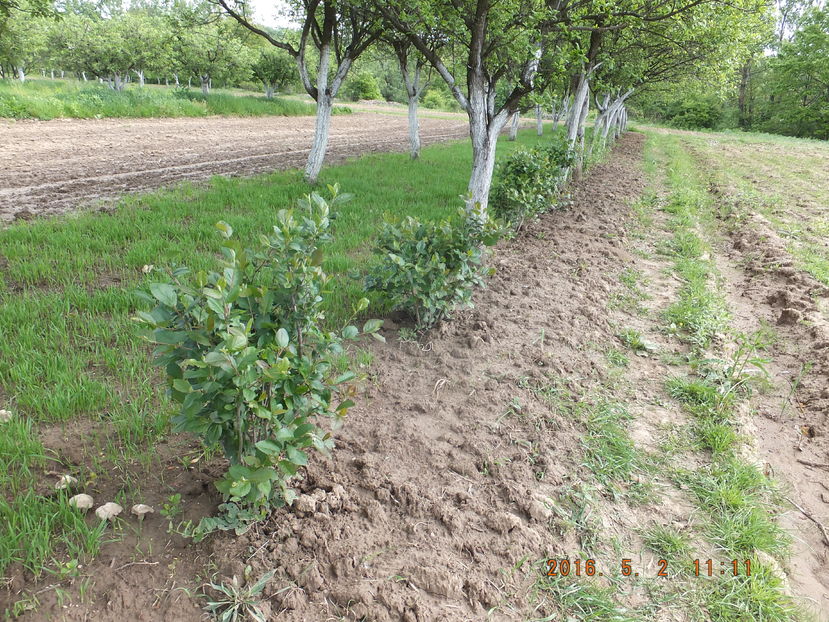 DSCF 4184 (02-05-2016)