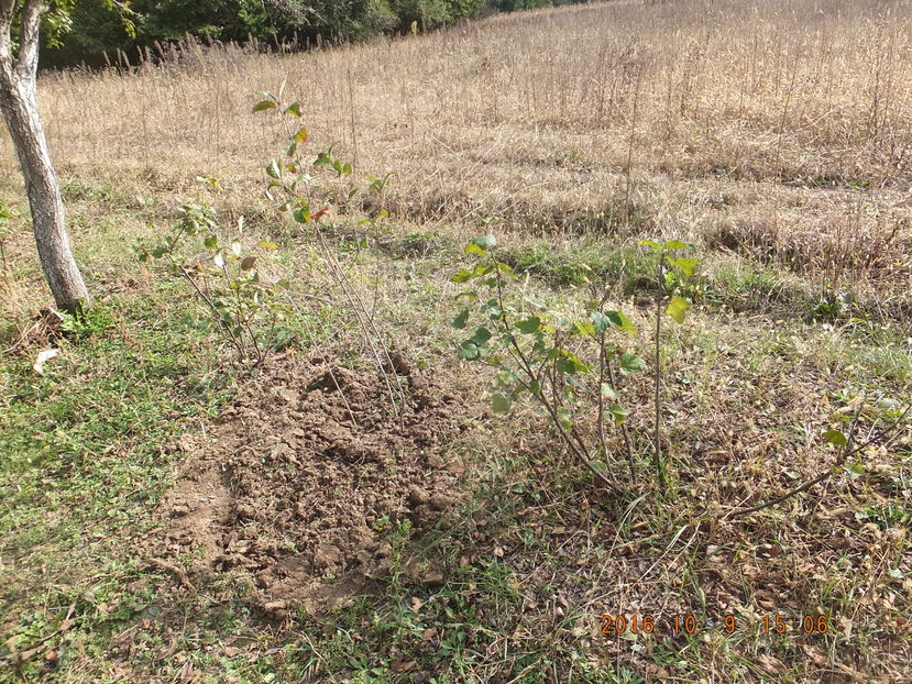 DSCF 5089  (08-10-2016)