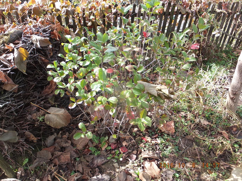 DSCF 5067(08-10-2016) - Aronia melanocarpa