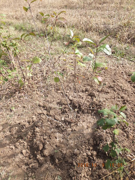 DSCF 5088 (08-10-2016)