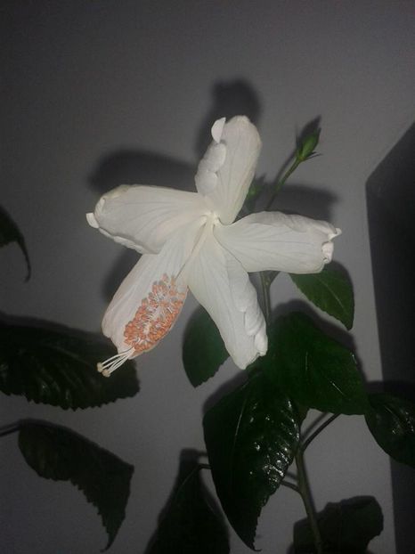 Dainty White - Hibiscus