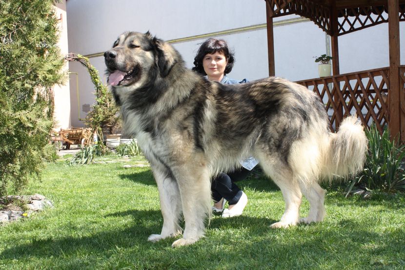 Carpatinul nostru frumos