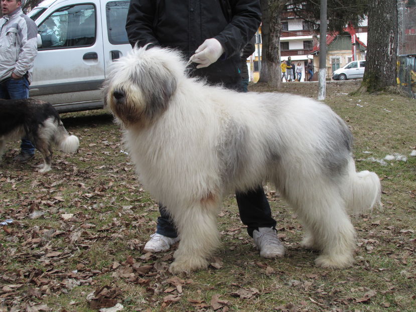 Mioriticul nostru apreciat