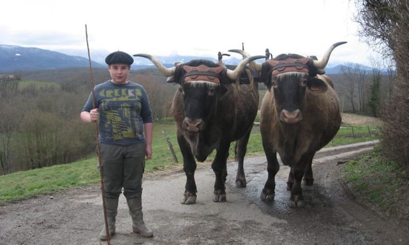 Boi din Rasa Saint-Girons cu un baiat