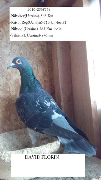 Mascul 2010-569....-Izvoare - Porumbei vanduti