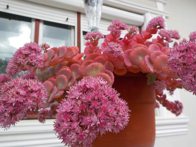  - Genul Sedum