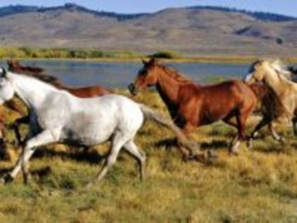 tb_200_0711_Wild_Horses_mural_287712